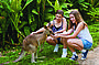 Kuranda Koala Gardens - Entry 