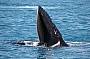 Hervey Bay Half Day Whale Watching, Morning