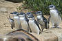 Penguin Parade & Koala Highlights with Antarctic Journey Entry