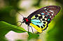 Cairns Birdwing 